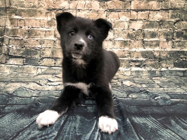 Pomsky DOG Male Black 1140 Petland Beavercreek, OH