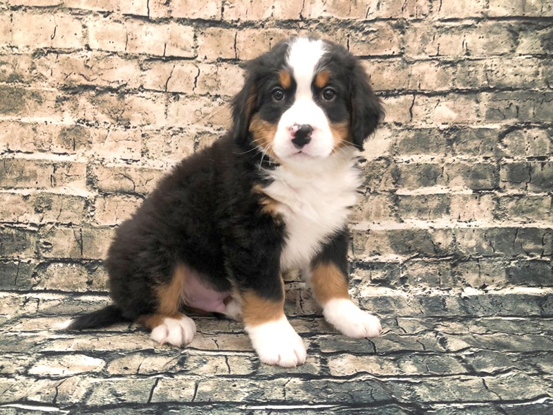 Bernese Mountain Dog Puppy Tri-Colored ID:1138 Located at Petland