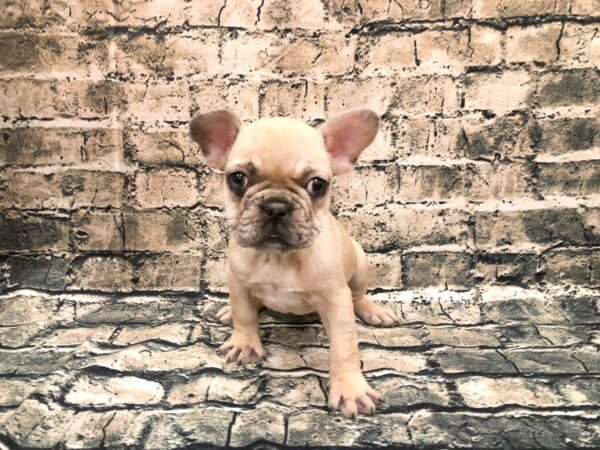 French Bulldog DOG Female Fawn 1134 Petland Beavercreek, OH