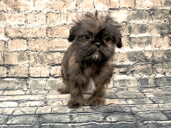 Shiffon-DOG-Female-Brindle-1137-Petland Beavercreek, OH