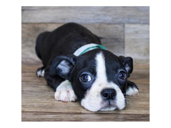 Boston Terrier DOG Female Black / White 1148 Petland Beavercreek, OH