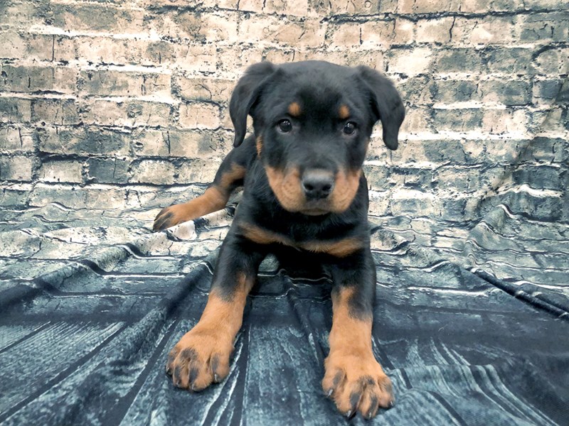 Rottweiler Puppy Black / Rust ID:1150 Located at Petland