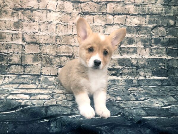 Pembroke Welsh Corgi DOG Male Sable / White 1147 Petland Beavercreek, OH