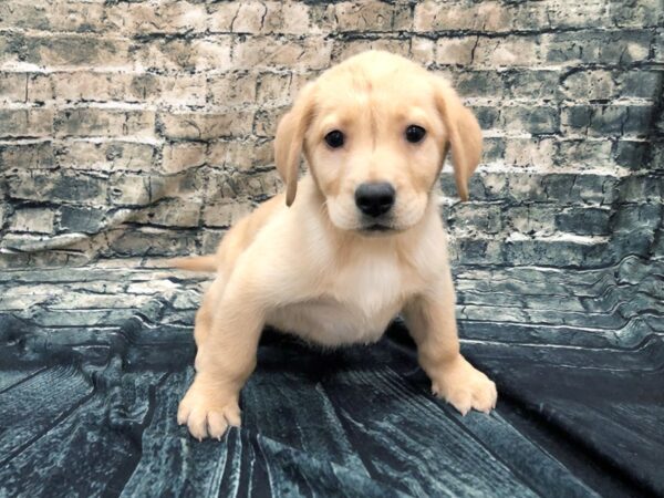 Labrador Retriever DOG Male Yellow 1144 Petland Beavercreek, OH