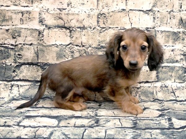 Dachshund DOG Male Red 1161 Petland Beavercreek, OH