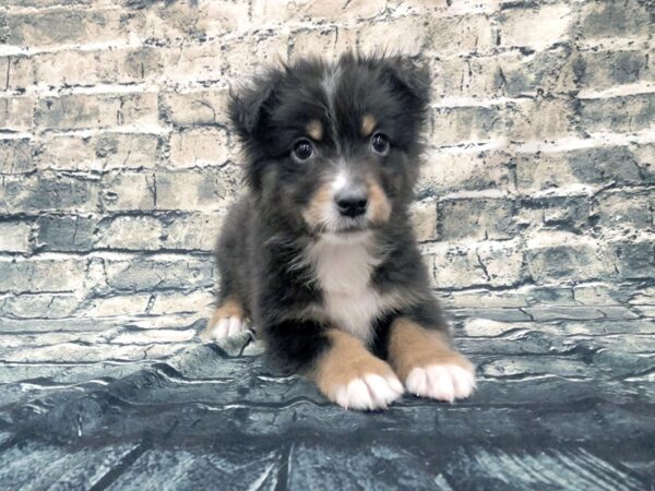 Australian Shepherd DOG Male Black 1176 Petland Beavercreek, OH