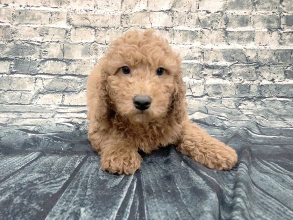 Goldendoodle Mini 2nd Gen DOG Male Red 1185 Petland Beavercreek, OH