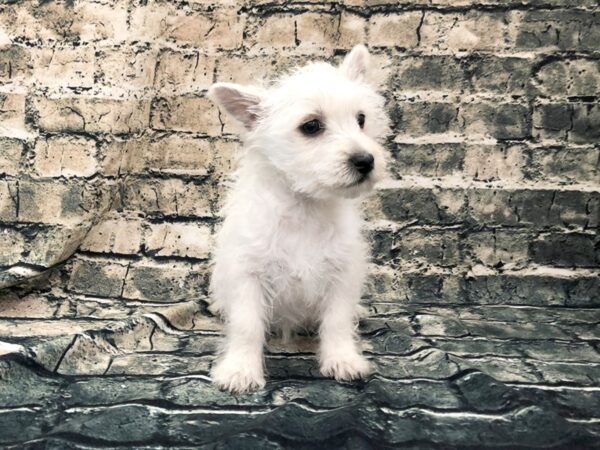 West Highland White Terrier DOG Female White 1187 Petland Beavercreek, OH