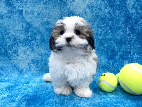 Malshi-DOG-Female-Gold / White-1192-Petland Beavercreek, OH