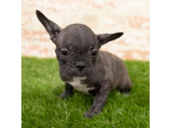 French Bulldog DOG Female Brindle 1204 Petland Beavercreek, OH