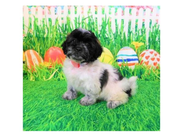 ShizaPoo DOG Female White / Brindle 1208 Petland Beavercreek, OH