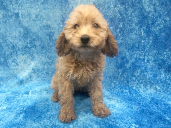 Mini Labradoodle-DOG-Female-Red-1212-Petland Beavercreek, OH