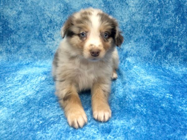 Australian Shepherd DOG Female RED MERLE 1210 Petland Beavercreek, OH