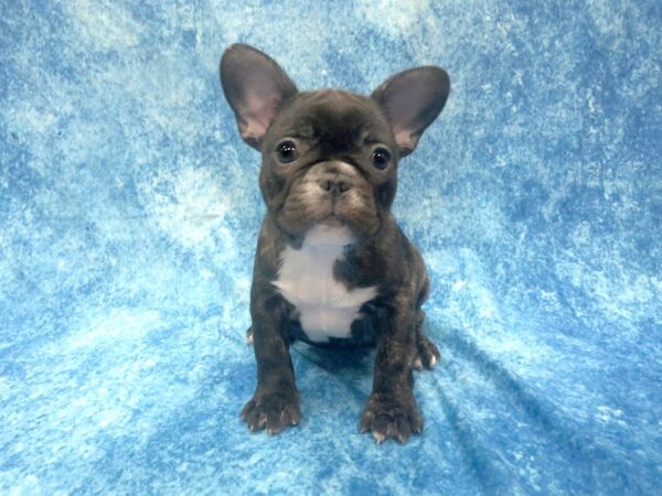 French Bulldog DOG Female Black Brindle 1206 Petland Beavercreek, OH