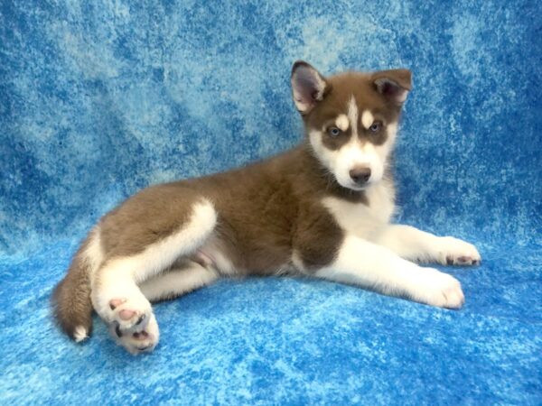 Siberian Husky DOG Male Red & White 1201 Petland Beavercreek, OH