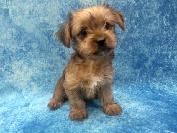 Yorkshire Terrier DOG Female Gold 1219 Petland Beavercreek, OH