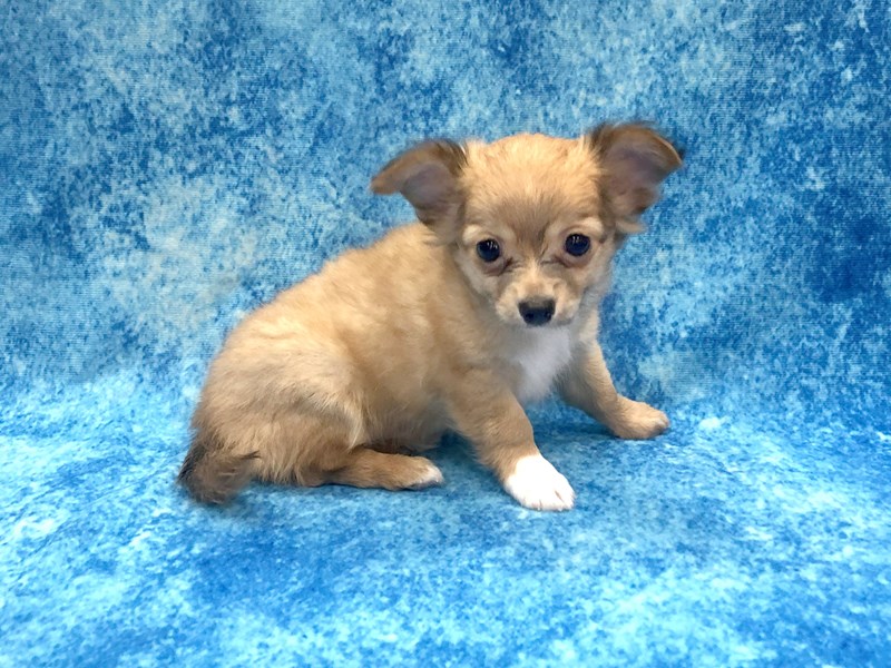 Chihuahua Puppy Red ID:1230 Located at Petland Beavercreek, OH