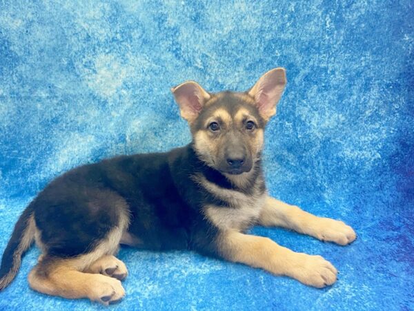 German Shepherd Dog DOG Female Black / Tan 1250 Petland Beavercreek, OH