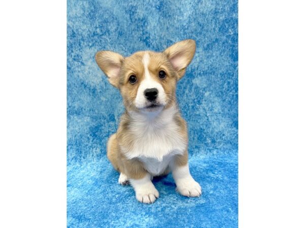 Pembroke Welsh Corgi DOG Female Sable / White 1248 Petland Beavercreek, OH