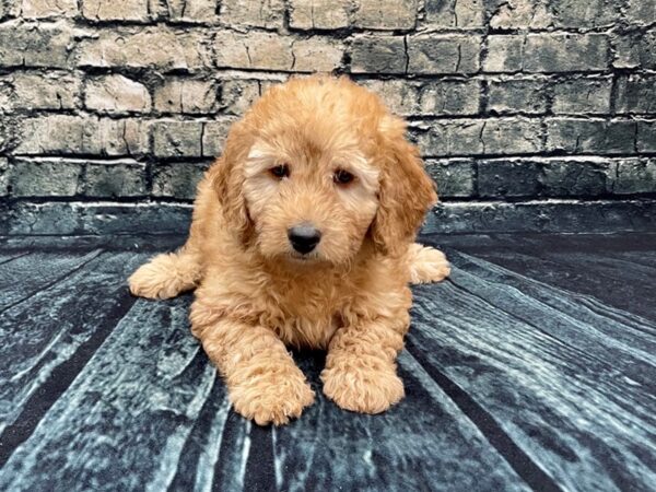 Goldendoodle Mini 2nd Gen DOG Female Red 1269 Petland Beavercreek, OH