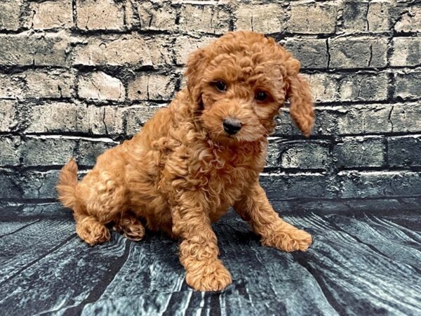 Cock A Poo 2nd Gen DOG Female Red 1267 Petland Beavercreek, OH