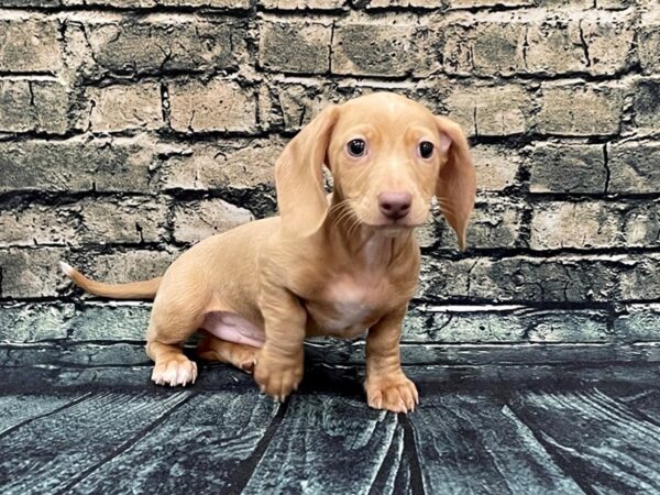 Dachshund DOG Male Isabella Fawn 1266 Petland Beavercreek, OH