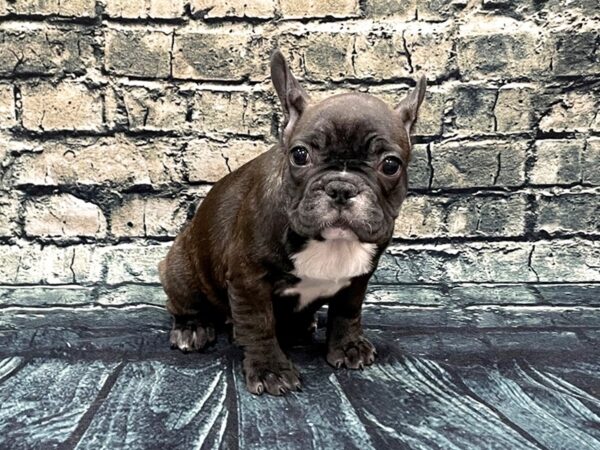 French Bulldog DOG Female Brindle 1261 Petland Beavercreek, OH