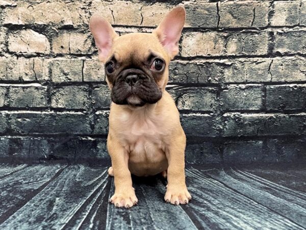 French Bulldog DOG Female Fawn 1253 Petland Beavercreek, OH