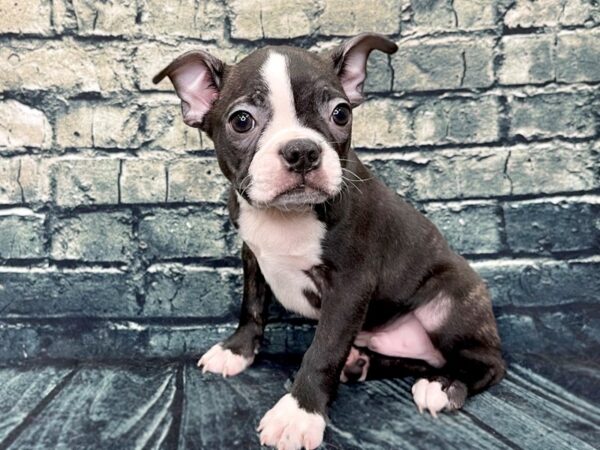 Boston Terrier DOG Male Black / White 1285 Petland Beavercreek, OH