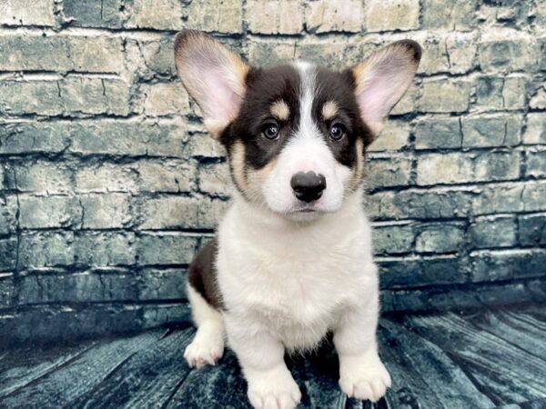 Pembroke Welsh Corgi DOG Male Black 1284 Petland Beavercreek, OH