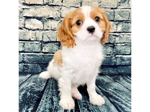 Cavalier King Charles Spaniel DOG Male Blenheim 1279 Petland Beavercreek, OH