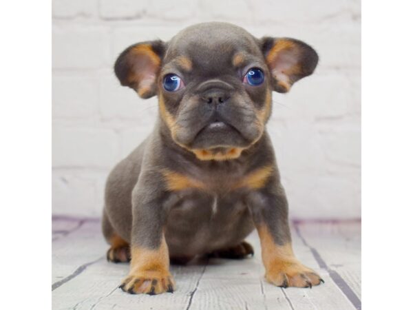 French Bulldog DOG Male Blue & tan 1309 Petland Beavercreek, OH