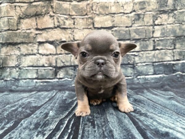 French Bulldog DOG Male Blue & Tan 1288 Petland Beavercreek, OH