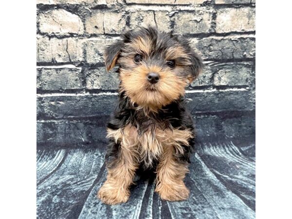 Yorkshire Terrier DOG Female Black / Tan 1295 Petland Beavercreek, OH