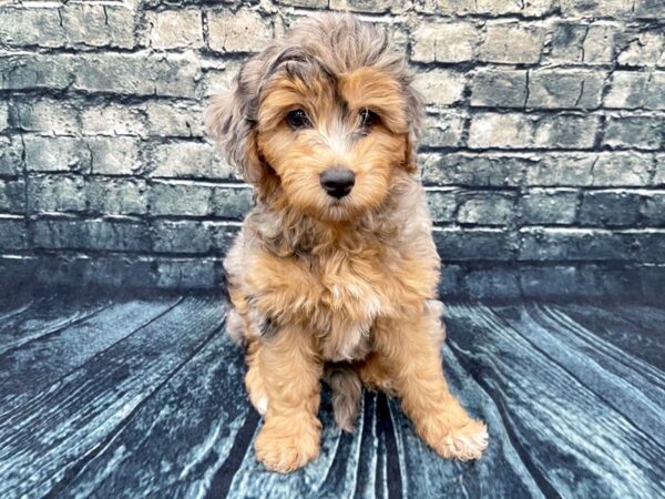 Aussidoodle DOG Female Merle 1308 Petland Beavercreek, OH