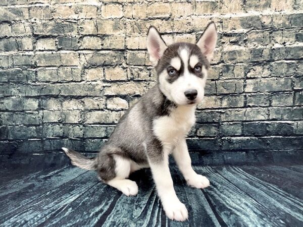 Siberian Husky DOG Female Black / White 1301 Petland Beavercreek, OH