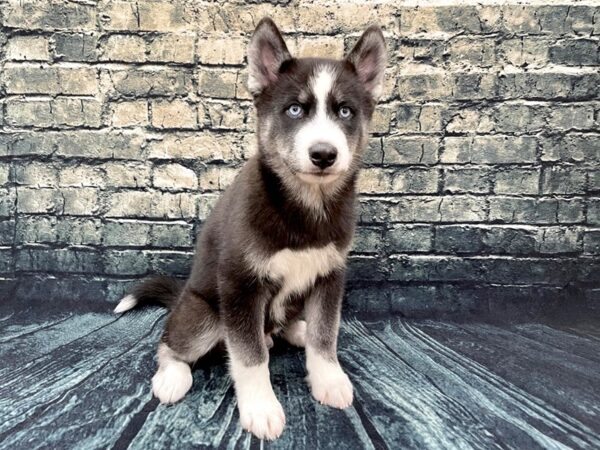 Siberian Husky DOG Male Black / White 1297 Petland Beavercreek, OH