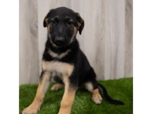 German Shepherd Dog DOG Female Black / Tan 1310 Petland Beavercreek, OH