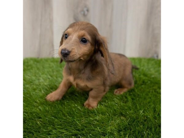 Dachshund DOG Female Wild Boar 1312 Petland Beavercreek, OH