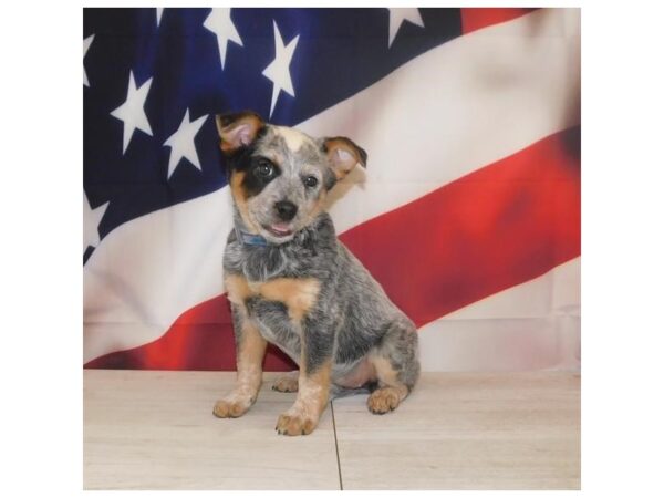 Heeler-DOG-Female-Blue Merle-1317-Petland Beavercreek, OH