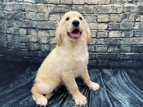 Golden Retriever DOG Male Golden 1337 Petland Beavercreek, OH