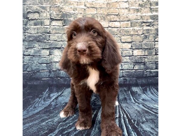 F2 ST Goldendoodle DOG Male Choc 1334 Petland Beavercreek, OH