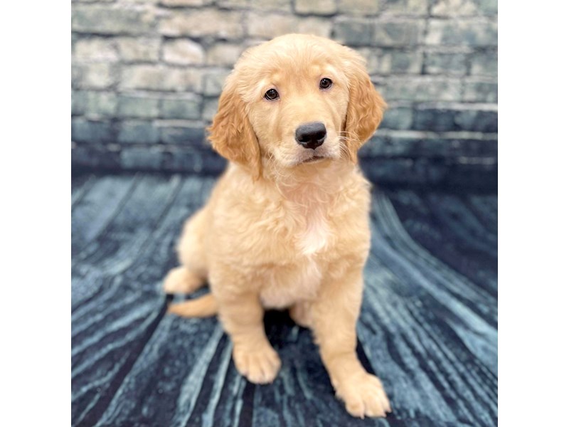 Golden Retriever Puppy Light Golden ID:1331 Located at Petland