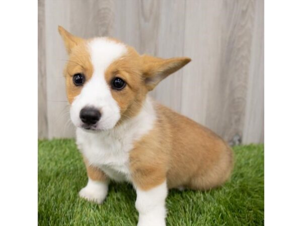 Pembroke Welsh Corgi DOG Female Red 1352 Petland Beavercreek, OH