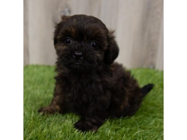 ShizaPoo DOG Male Brindle 1357 Petland Beavercreek, OH