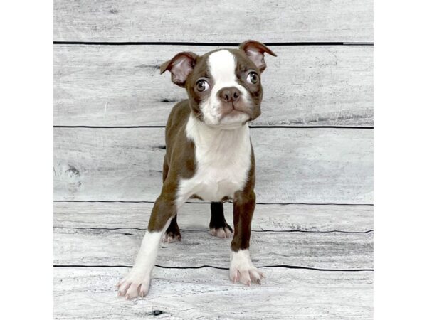 Boston Terrier DOG Female Seal / White 1356 Petland Beavercreek, OH