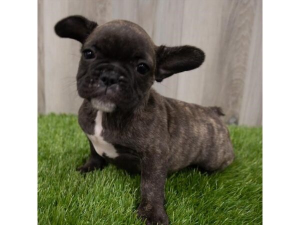 French Bulldog DOG Female Brindle 1364 Petland Beavercreek, OH