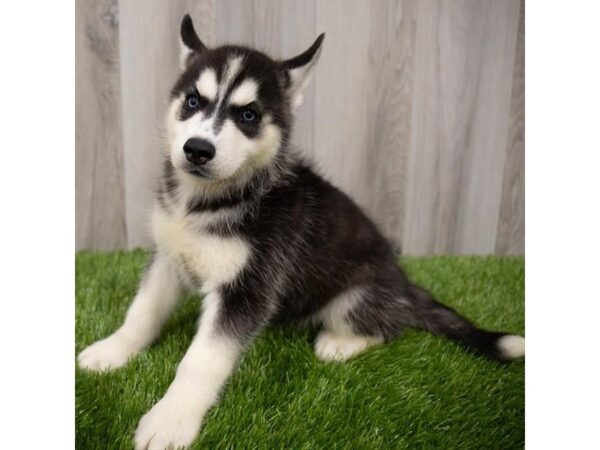 Siberian Husky DOG Female Black / White 1366 Petland Beavercreek, OH