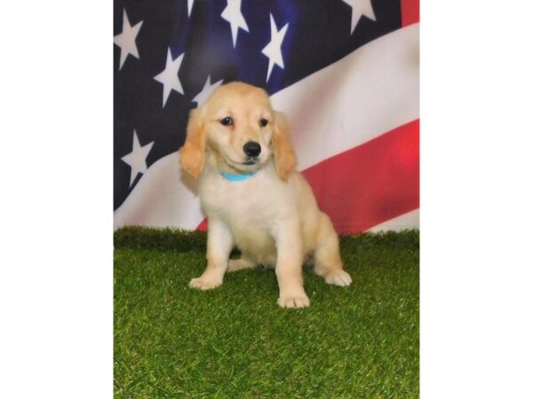 Golden Retriever DOG Female Golden 1390 Petland Beavercreek, OH