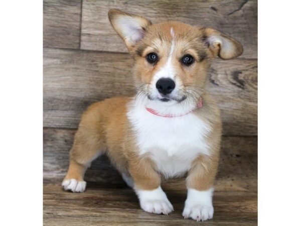 Pembroke Welsh Corgi DOG Male Sable / White 1410 Petland Beavercreek, OH